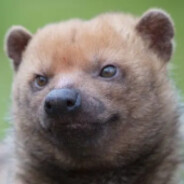 Bush-Dog's avatar