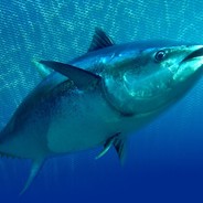 Charlie Tuna