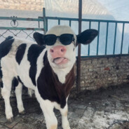 我吃炒饭第一名