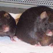 µ!@!South Park!@!µ