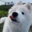 Samoyed is playing...