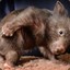 RoyaL&#039;Wombat