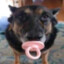 Pacifier Dog