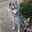 Gawolf