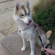 Gawolf