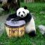 DrummingPanda