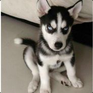 与人斗棋乐无穷