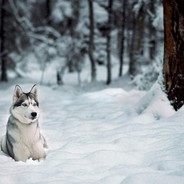 你的大白白白白白白