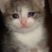 攒钱给小猫下QQ