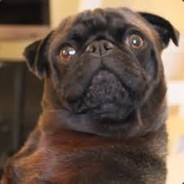 Edgar The Dog
