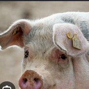 bacon2700
