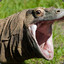 LAUGHINGKOMODO