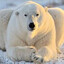 POLAR