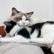 马家枪法第十八代传人