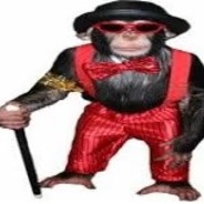pimp chimpin