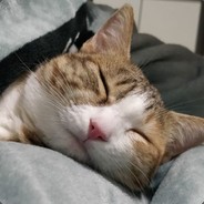 萌羊爱上小兔纸