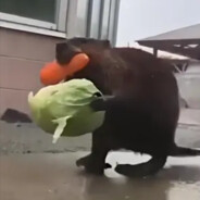 БоБеR_B_НоРКе