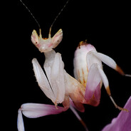 orchid mantis enjoyer