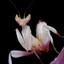 orchid mantis enjoyer