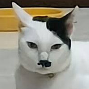 Kitler