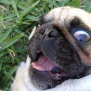 Насвай мопса