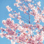 CherryBlossom
