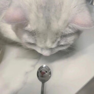 челбус:3 ◥▶‿◀◤ avatar