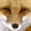 Foxxer