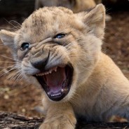 Dwayne The Rock 'Johnson'