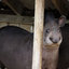Le Tapir