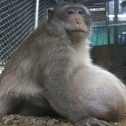 fat lazy ugly monkey