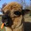 Agnostic Alpaca