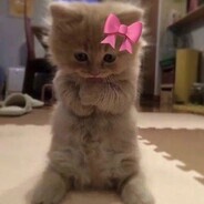 cute cat