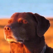 aP - steam id 76561198185423357