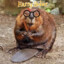 Harry Bober