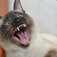 76561198258223920