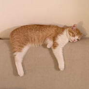 想要一只暹罗猫