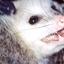 Yelling Opossum