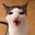 Gatito Gordito