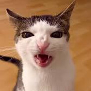 Gatito Gordito