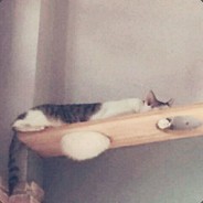 傍晚表白西兰花