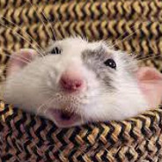 the rat