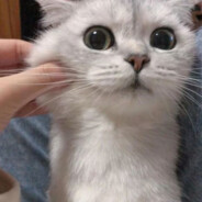 热爱爱吃冰激淋