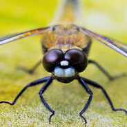 Buzziness Odonata ™