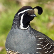 Quail