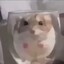 hamster in a nutshell