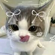 Gatto