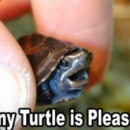 snes - steam id 76561197960298081