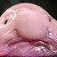 Bloobfish