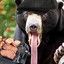 Bear Grillz